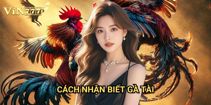 Cách Nhận Biết Gà Tài Vin777: Bí Quyết Giúp Nâng Cao Tỷ Lệ Thắng Khi Cá Cược