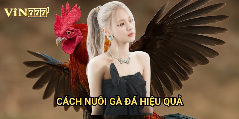 Cách Nuôi Gà Đá Hiệu Quả Vin777: Kinh Nghiệm Từ Các Cược Thủ Chuyên Nghiệp