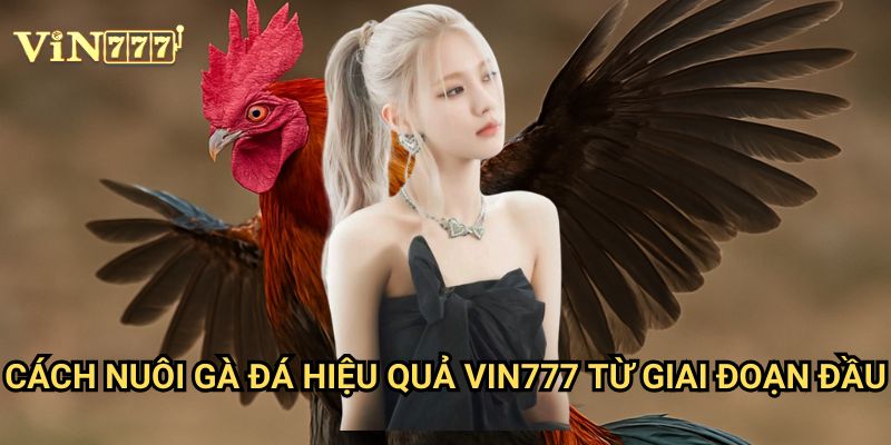 Cách Nuôi Gà Đá Hiệu Quả Vin777: Kinh Nghiệm Từ Các Cược Thủ Chuyên Nghiệp 2 Cách Nuôi Gà Đá Hiệu Quả Vin777 Từ Giai Đoạn Đầu