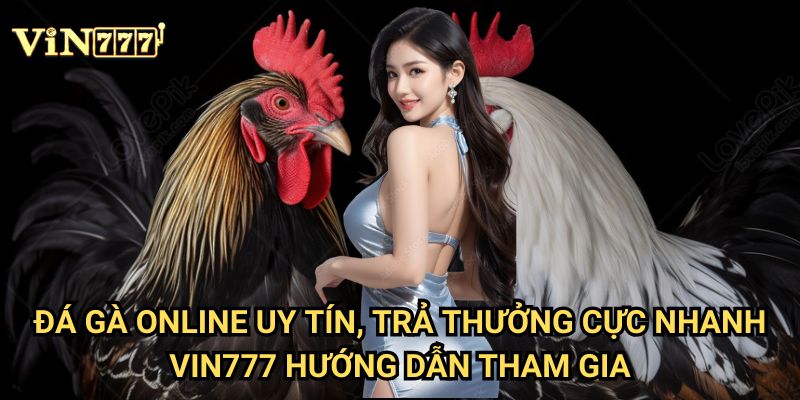 Đá gà online uy tín, trả thưởng cực nhanh Vin777 - Sân chơi đỉnh cao 2025 3 Đá gà online uy tín, trả thưởng cực nhanh Vin777 hướng dẫn tham gia