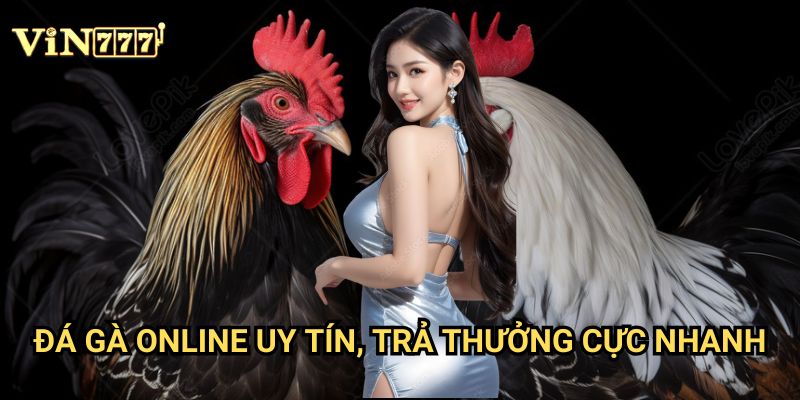 Đá gà online uy tín, trả thưởng cực nhanh Vin777 - Sân chơi đỉnh cao 2025