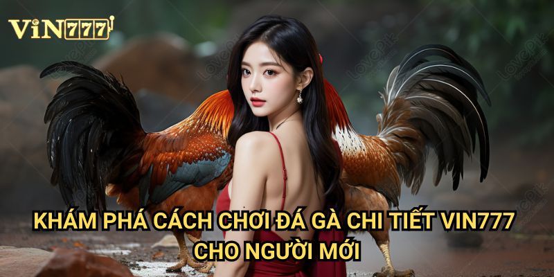 Cách Chơi Đá Gà Chi Tiết Dành Cho Người Mới Bắt Đầu 2 Khám Phá Cách Chơi Đá Gà Chi Tiết Vin777 Cho Người Mới