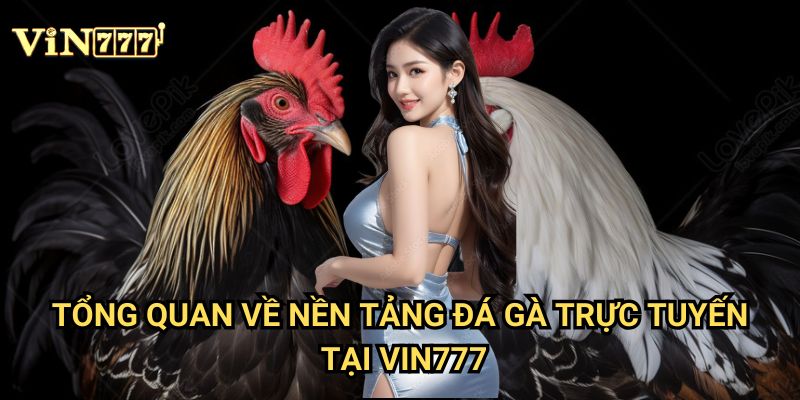 Đá gà online uy tín, trả thưởng cực nhanh Vin777 - Sân chơi đỉnh cao 2025 2 Tổng quan về nền tảng đá gà trực tuyến tại Vin777