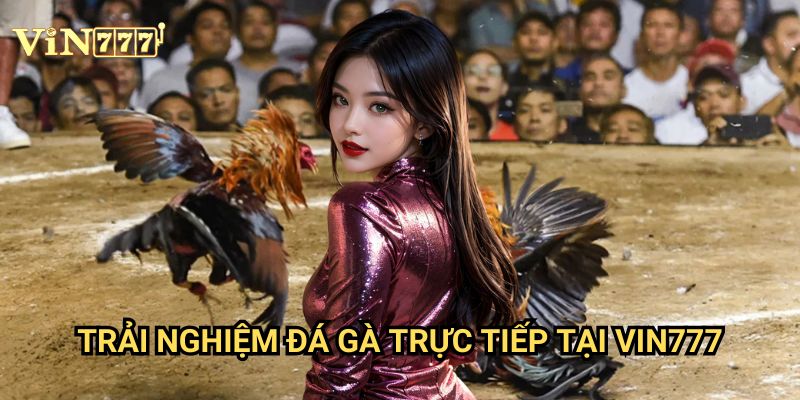 Tham Gia Đá Gà Trực Tiếp Vin777 Chỉ Với Vài Bước: Hướng Dẫn Toàn Diện 3 Trải Nghiệm Đá Gà Trực Tiếp Tại Vin777