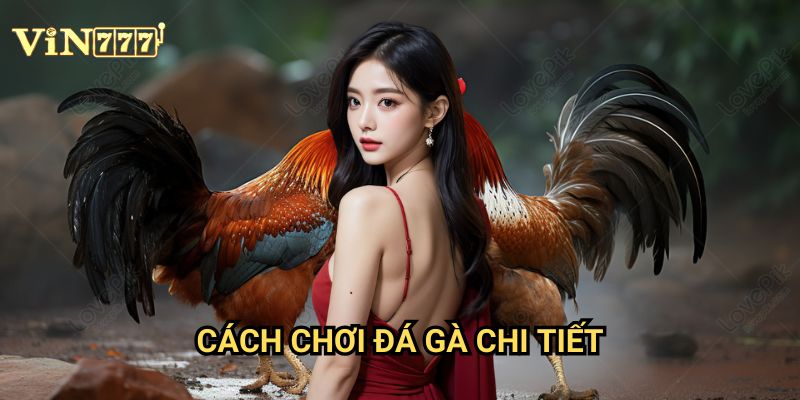 Vin777 Hướng Dẫn: Cách Chơi Đá Gà Chi Tiết Dành Cho Người Mới Bắt Đầu