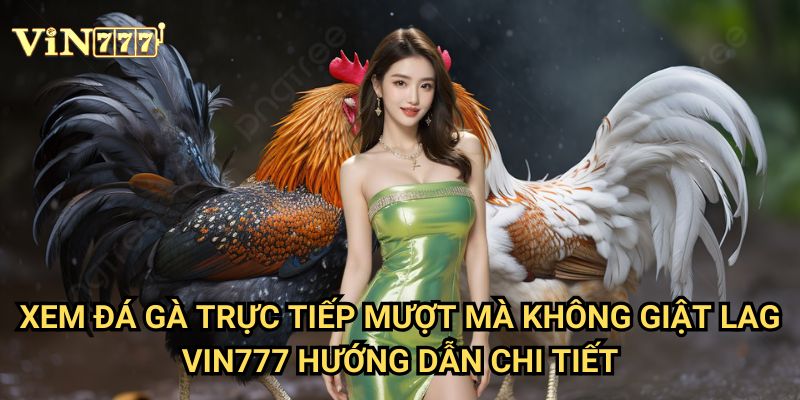 Xem đá gà trực tiếp mượt mà không giật lag Vin777 - Trải nghiệm xem hoàn hảo 3 Xem đá gà trực tiếp mượt mà không giật lag Vin777 hướng dẫn chi tiết