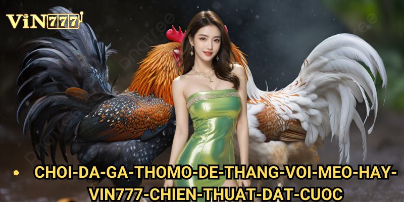 Xem đá gà trực tiếp mượt mà không giật lag Vin777 - Trải nghiệm xem hoàn hảo